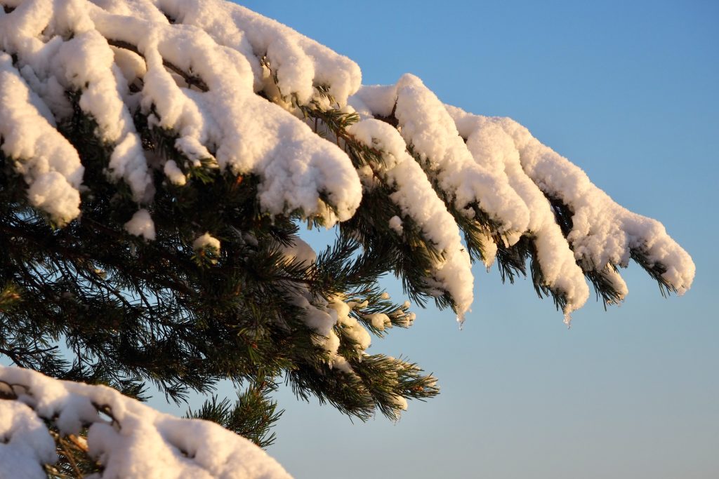 Kuusenoksa, jonka päällä lunta. Taustalla näkyy sinistä taivasta.