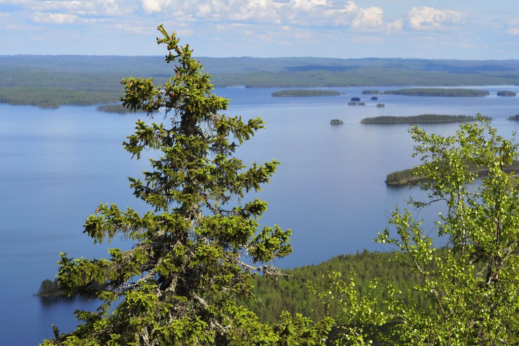 Järvimaisema kesäisellä Kolilla.