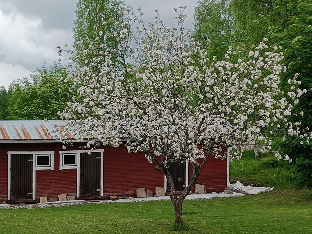Omena puu valkoisine kukkineen punaisen liiterin edessä. Taustalla koivupuita.