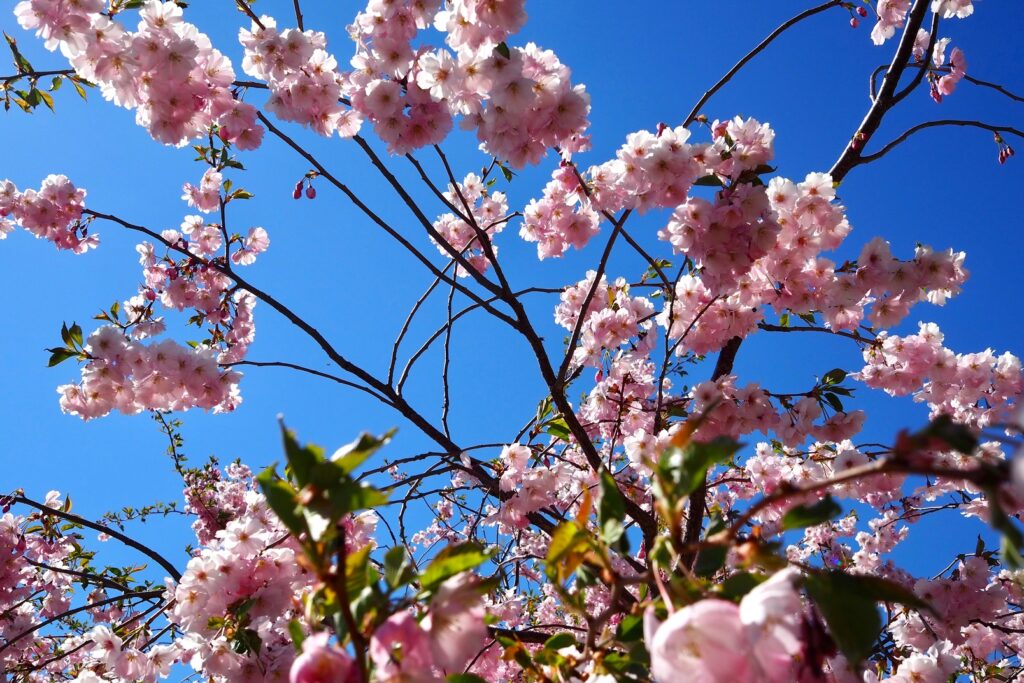 Kirsikankukkapuu, jossa on vaaleanpunaisia kukkia. Taustalla näkyy sininen taivas.